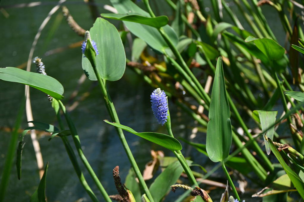 Pickerel weed ( Pontederia cordata ) flowers. Pontederiaceae perennial water plants native to South America. Pale blue-purple flowers bloom in spikes from July to October. - Photo, Image