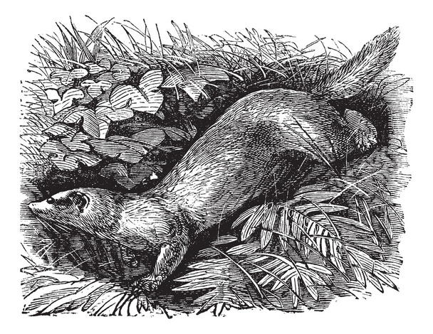 Ferret or Mustela putorius furo vintage engraving. - Vector, Image