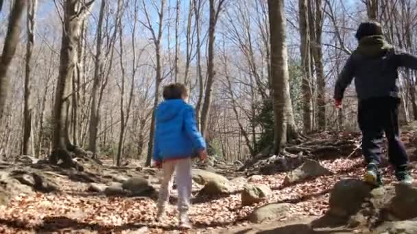 famille marchant dans la forêt par une journée ensoleillée, contact avec la nature bien-être santé - Séquence, vidéo
