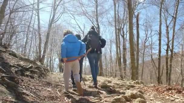 famille marchant dans la forêt par une journée ensoleillée, contact avec la nature bien-être santé - Séquence, vidéo