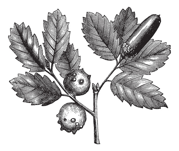 Incisione vintage Quercus lusitanica o Gall Oak
 - Vettoriali, immagini