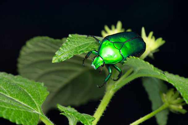 Metallic chafer beetle, Cetonia aurata, Satara, Maharashtra, India - Photo, Image