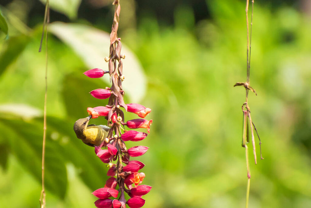サンバードは花から蜂蜜を吸っています. - 写真・画像
