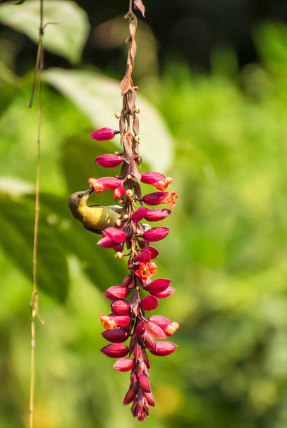 Sonnenvogel saugt Honig aus Blüte. - Foto, Bild