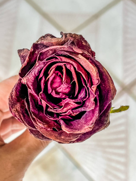 Висушена троянда в драматичному тоні, завжди знак любові - Фото, зображення