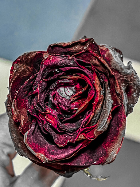 Suchá růže v dramatickém tónu, navždy znamení lásky - Fotografie, Obrázek