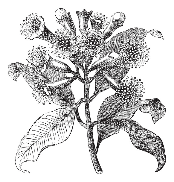 Гвоздика або Syzygium aromaticum vintage гравіювання - Вектор, зображення