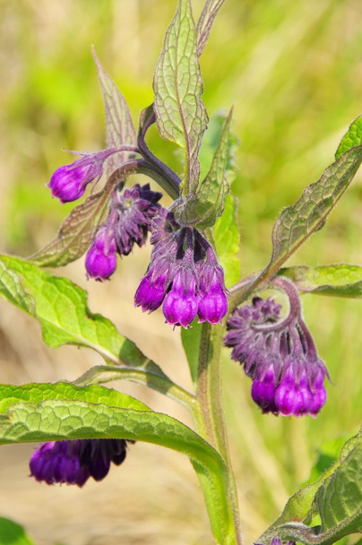 Фіолетові квіти живокосту
 - Фото, зображення