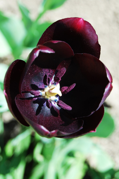 schwarze Tulpe - Foto, Bild