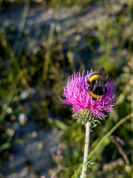 Hommel verzamelen stuifmeel en bloem nectar op een paarse bloem. Hoge kwaliteit foto - Foto, afbeelding