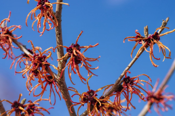 Hamamelis rote Blüten - Foto, Bild