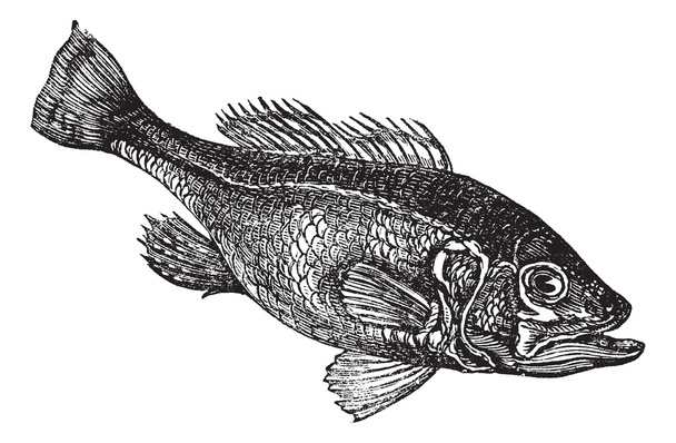 Largemouth μπάσο (Micropterus salmoides) ή widemouth μπάσο vintag - Διάνυσμα, εικόνα