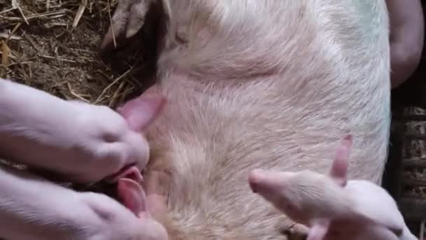 Małe świnki jedzą mleko matki. Karmienie małych prosiąt. Rozmnażanie mięsnych ras świń. Mądre świnie. Pionowe wideo - Materiał filmowy, wideo