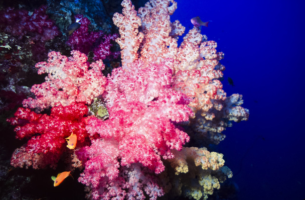 Fiji'de yumuşak mercanlar - Fotoğraf, Görsel