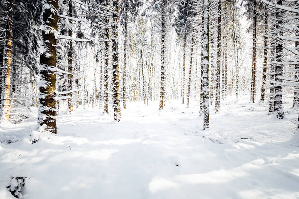 krásná zimní krajina se zasněženými stromy - Fotografie, Obrázek