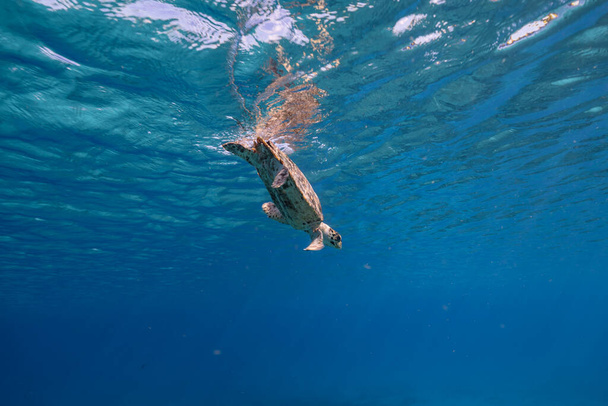 Καταπληκτική Πράσινη Θαλάσσια Χελώνα σε ρηχά νερά της Καραϊβικής Θάλασσας γύρω από το Κουρασάο - Φωτογραφία, εικόνα