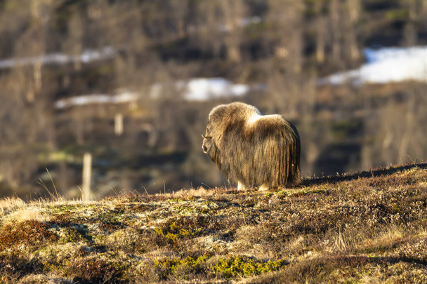 Muskox Dovrefjellin kansallispuistossa, Norja
 - Valokuva, kuva