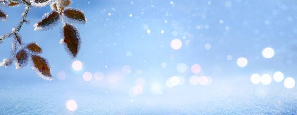 Ледяной зимний пейзаж в снежном лесу. Рождественский фон с веткой елки и размытый снежный зимний фон. зимняя рамка или граница - Фото, изображение