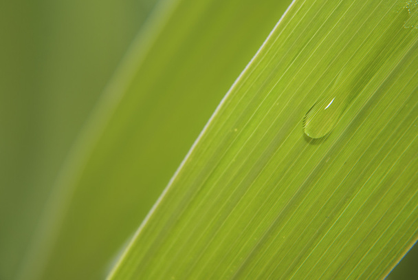 Leaf with dew - Photo, Image