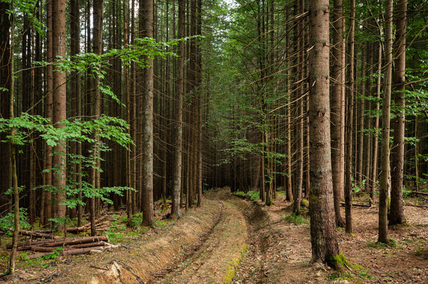 Egy út a lucfenyőerdőben, egy régi kövezetlen ösvény a Kárpátokban - Fotó, kép
