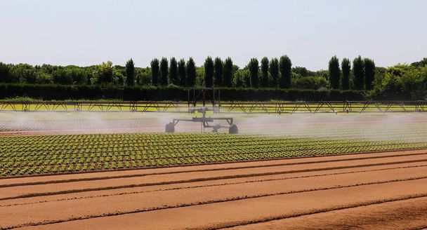 automaattinen kastelujärjestelmä tuoreen vihreän salaatin taimien sammuttamiseksi hiekkamaassa - Valokuva, kuva