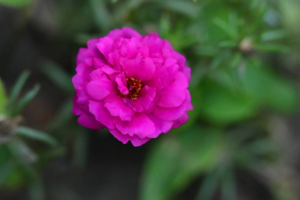 Крупним планом рожеві квіти в саду
 - Фото, зображення