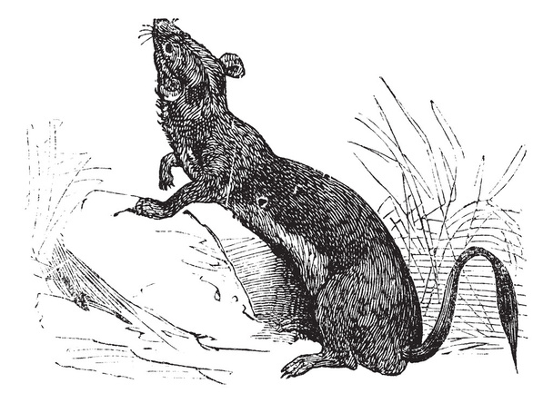 Hermelijn (Mustela erminea) of Hermelijn in zomer pelt vintage engravi - Vector, afbeelding