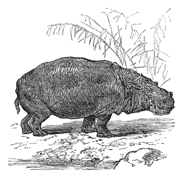 Gravure vintage Hippopotame ou Hippopotame amphibie
 - Vecteur, image