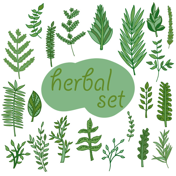 Herbal set icons - Вектор,изображение