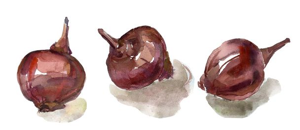 Violet onions illustration - Photo, Image
