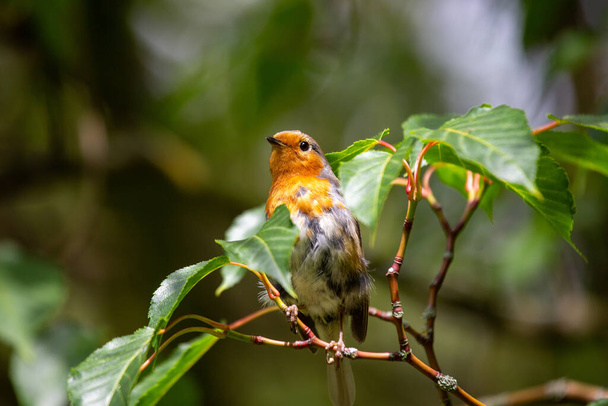 Czarujący europejski Robin Red Breast (Erithacus rubecula) widziany w Dublinie w Irlandii. Poznaj tętniące życiem życie ptaków i naturalne piękno Dublina. - Zdjęcie, obraz