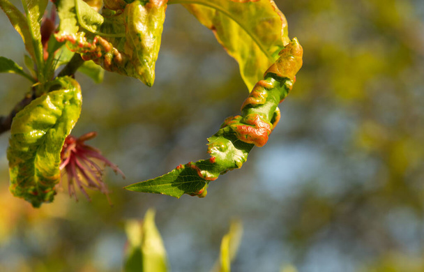 桃や他の果樹の真菌性疾患 - 写真・画像