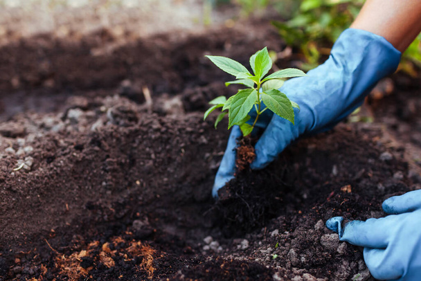Tuinman plantte jong geworteld snijden van panicle hortensia in de bodem. Herfst seizoensarbeid. Buitenhobby. Gezond planten in een kuil stoppen. Sluiten. - Foto, afbeelding