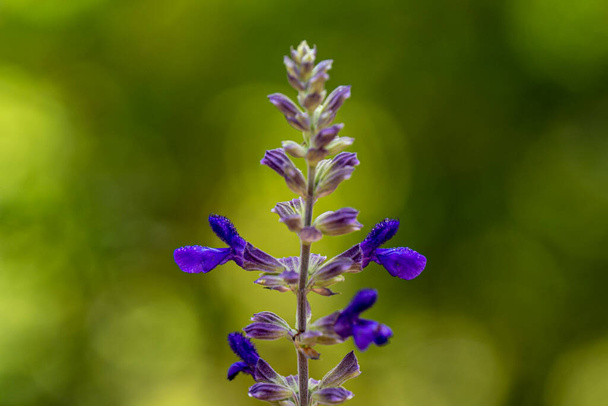 紫色の野花サルビア・ヴィリディス、年輪状、青ひげ、赤頭頂部セージ、イスラエルで成長 - 写真・画像