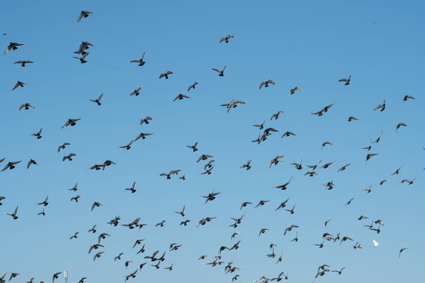 Beaucoup de pigeons volent sur le fond bleu du ciel. - Photo, image