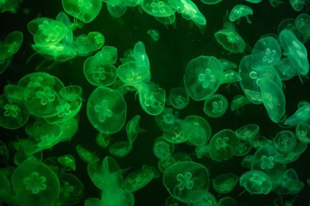 Барвистим візерунком медуз у воді - Фото, зображення
