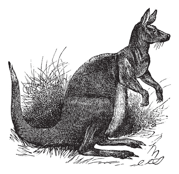 grote kangoeroe vintage gravure - Vector, afbeelding
