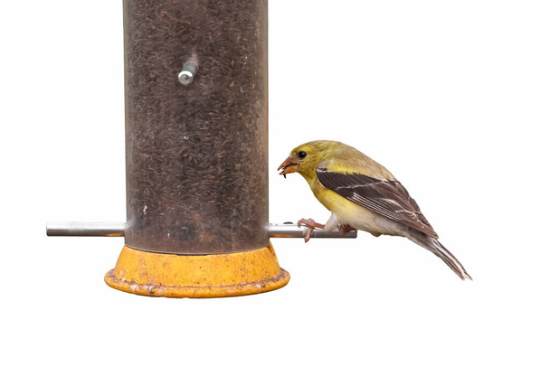 Крупный план Goldfinch на кормушке для птиц на белом фоне. - Фото, изображение