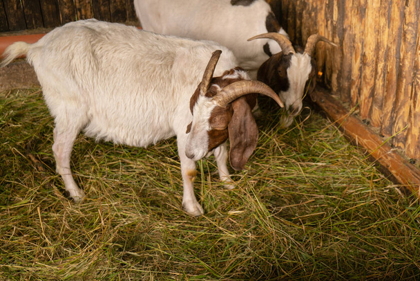 Animals goats eating in the farm. Domestic farm chews. Agriculture and ecology. Goat farm dairy . Full udder with milk, food for little kids, livestock raising on the farm, farming, walking pets on - Zdjęcie, obraz
