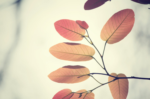 червоне листя восени
 - Фото, зображення