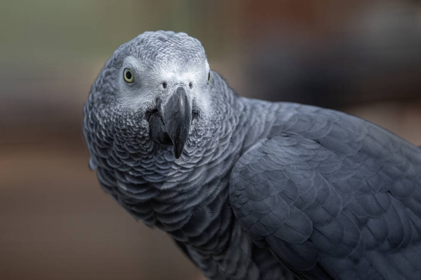 Un retrato de cerca de un loro gris africano mientras mira hacia adelante. Hay espacio para texto alrededor del pájaro - Foto, imagen