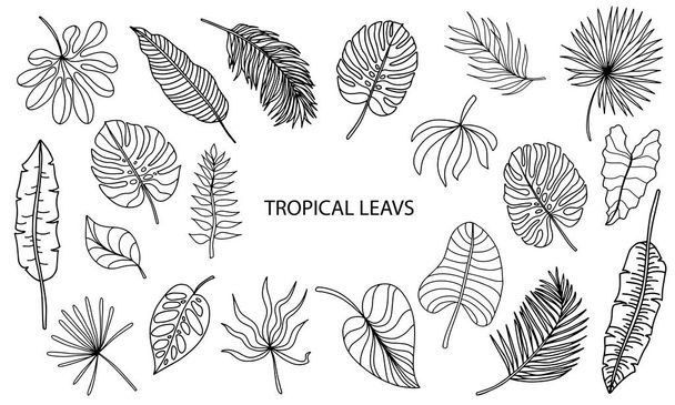 Tropical leaves set. Hand drawing vector - Vector, Image