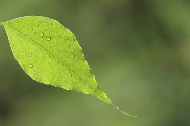 leaf of kurrajong (Brachychiton populneus) tree  - Photo, Image