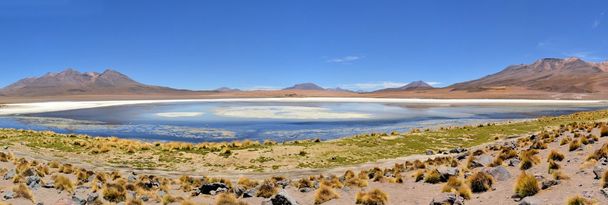 фламінго на озері в південній частині Болівії - Фото, зображення