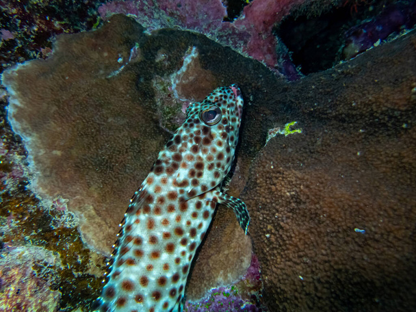 Epinephelus tauvina or grouper tauvina in a coral reef in the Red Sea - Photo, Image