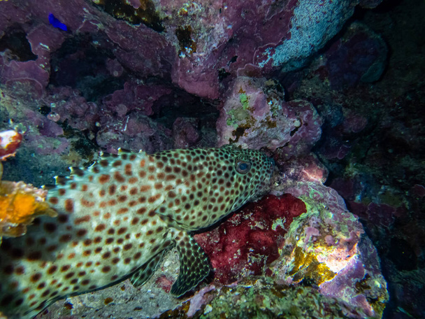 Epinephelus tauvina o grouper tauvina en un arrecife de coral en el Mar Rojo - Foto, Imagen