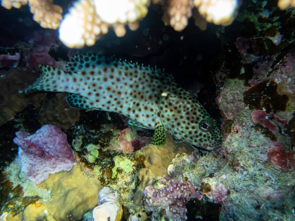 Epinephelus tauvina vagy grouper tauvina a Vörös-tenger korallzátonyán - Fotó, kép