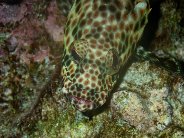 Epinephelus tauvina or grouper tauvina in a coral reef in the Red Sea - Photo, Image