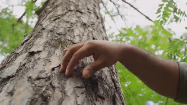Κοντινό πλάνο του χεριού του αγνώριστο αρσενικό woodward αγγίζοντας και ψηλαφώντας φλοιό του δέντρου στο δάσος κατά τη διάρκεια περιπολίας - Πλάνα, βίντεο