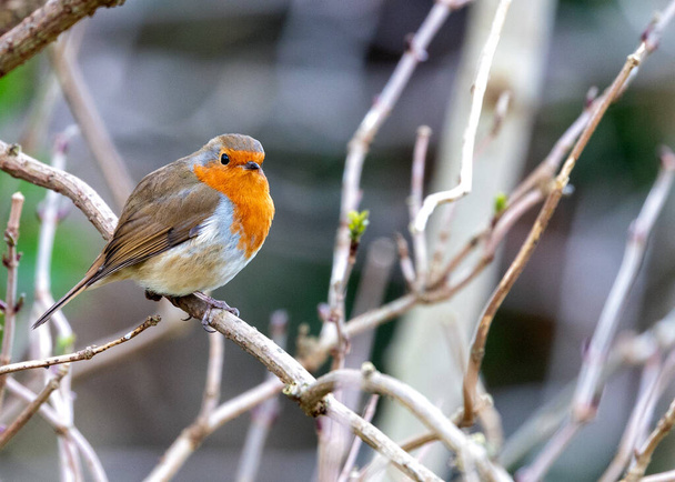 A vibrant Robin Red Breast (Erithacus rubecula) from Dublin, Ireland. Conocido por su distintivo pecho rojo-naranja, este encantador pájaro es una vista común en los jardines y bosques irlandeses.. - Foto, imagen